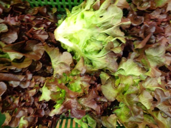 Vodnice BIO svazek CZ